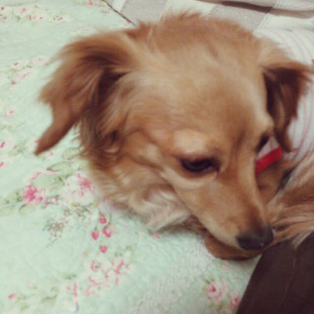 hiromiさんの実例写真