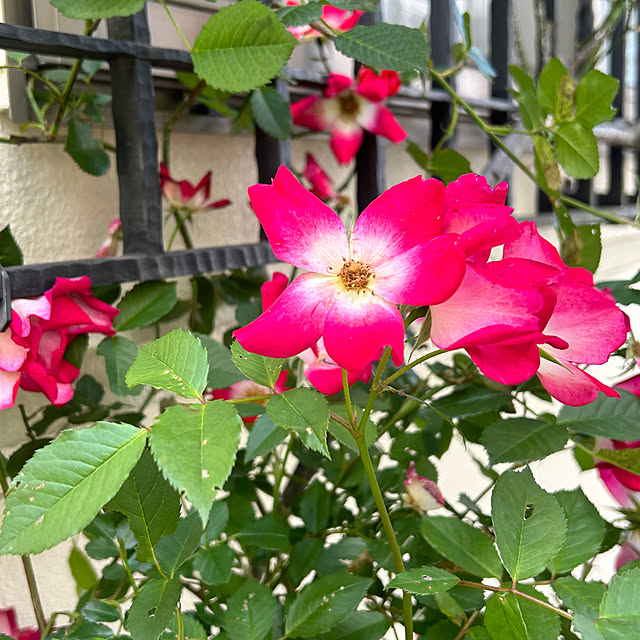 magnoliaさんの部屋