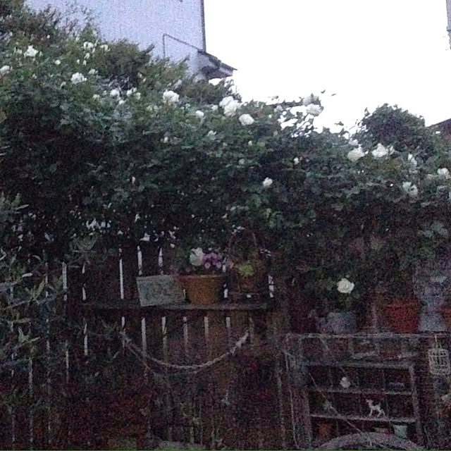 Mayuさんの実例写真
