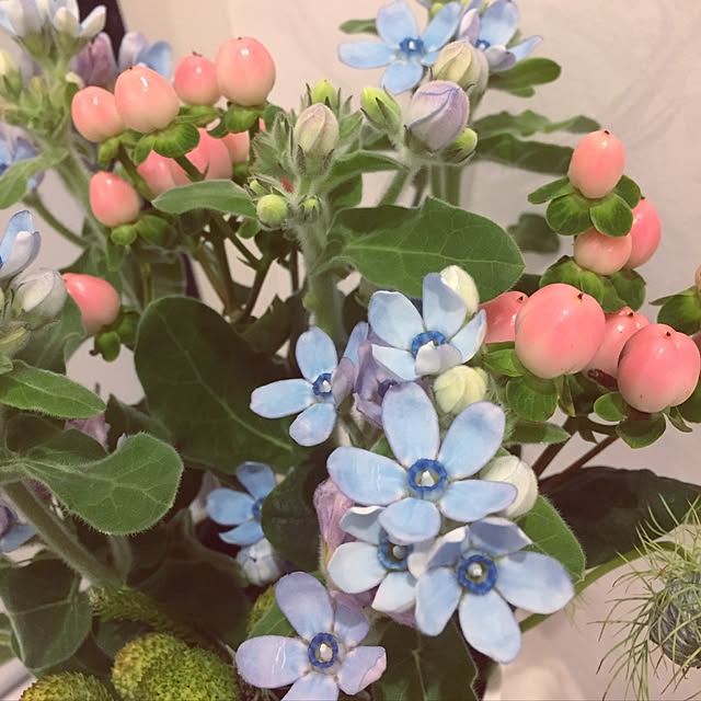 shihoさんの実例写真