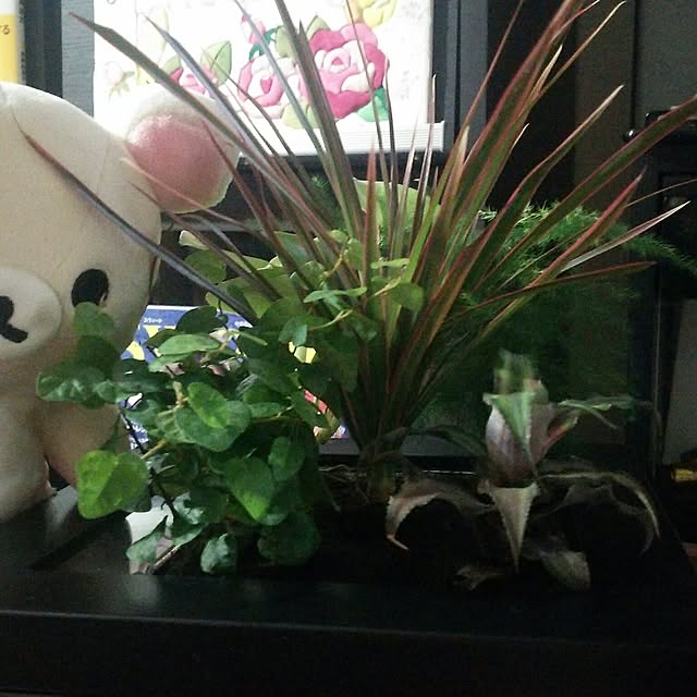 korilakkumausagiさんの実例写真