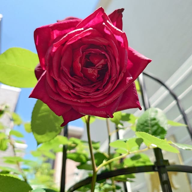 玄関/入り口/春の訪れ/薔薇初心者/薔薇鉢植えのインテリア実例 - 2025-05-01 20:07:39