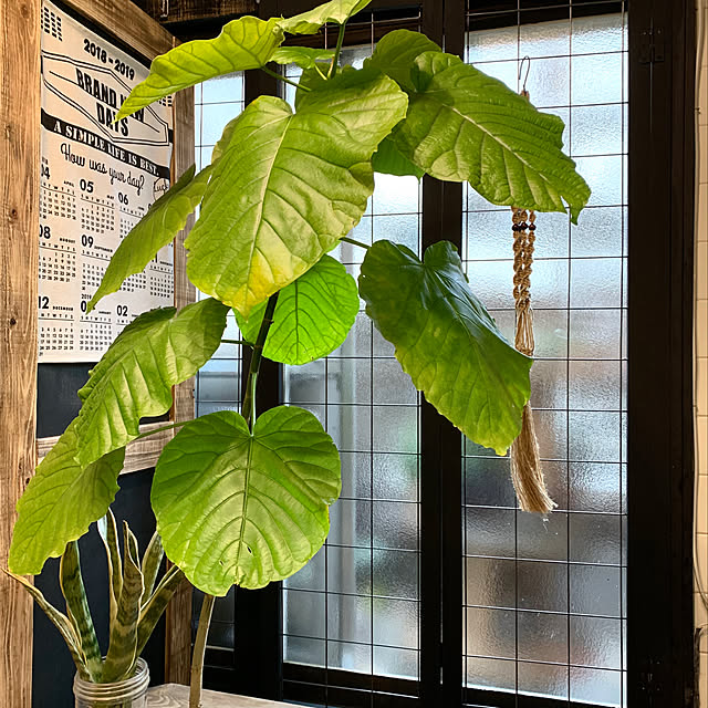 natulove0418さんの実例写真
