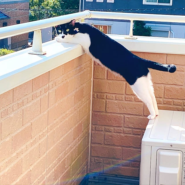 moolさんの実例写真