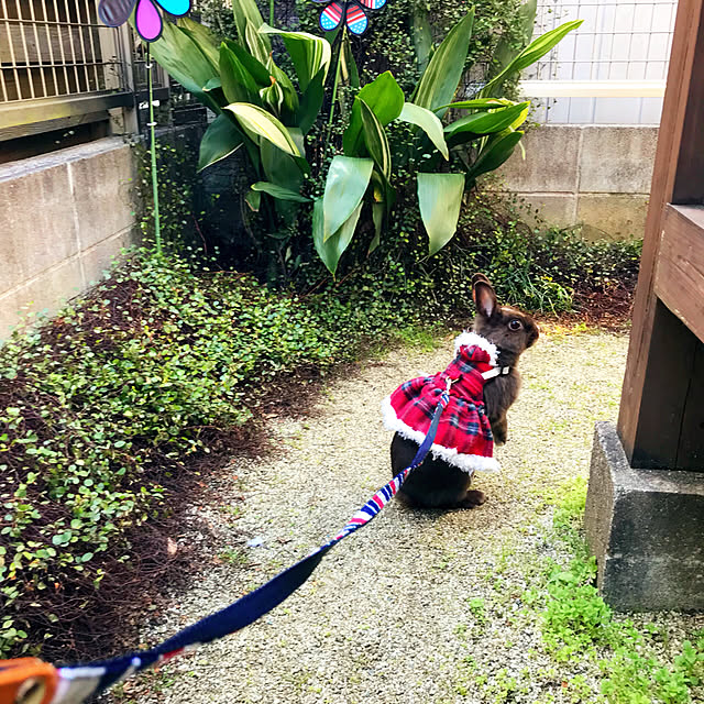 portulacaさんの実例写真