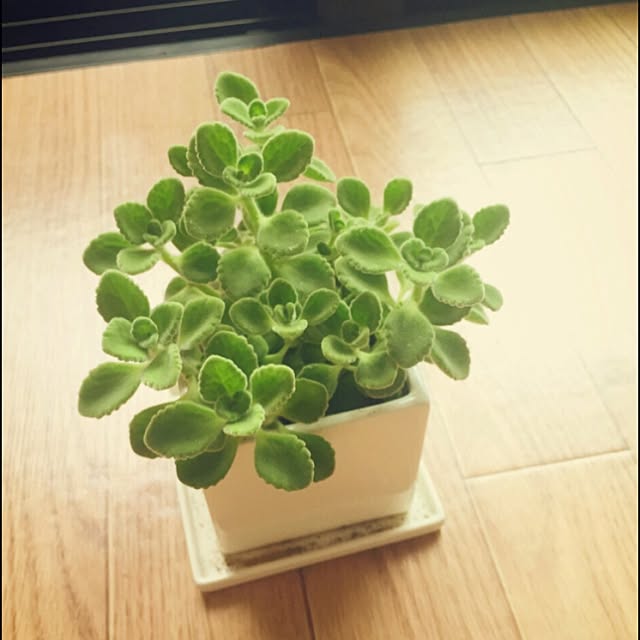 miho123さんの実例写真