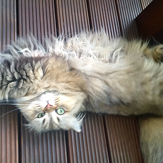 butachanさんの実例写真
