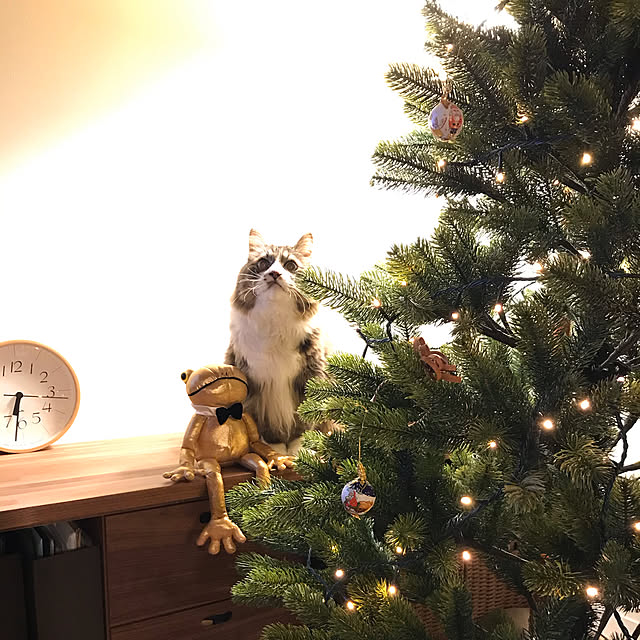 micさんの実例写真