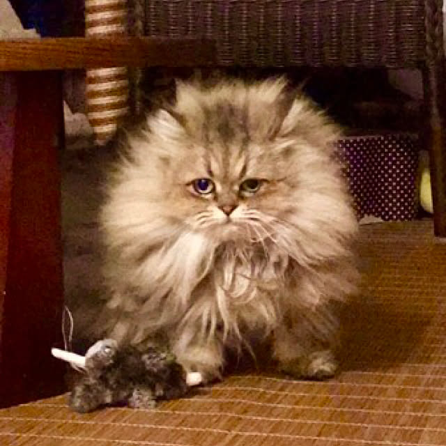 butachanさんの実例写真