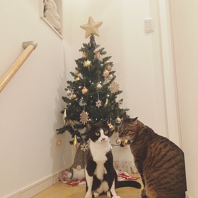 lovecatさんの実例写真