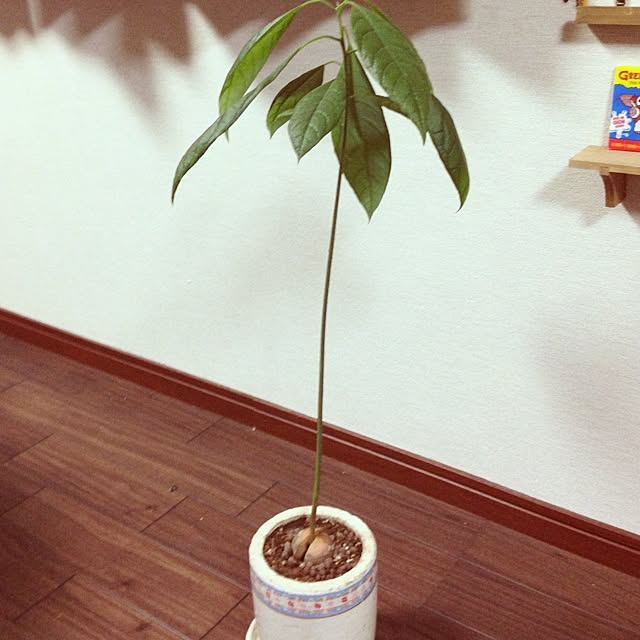 chiroru13さんの実例写真