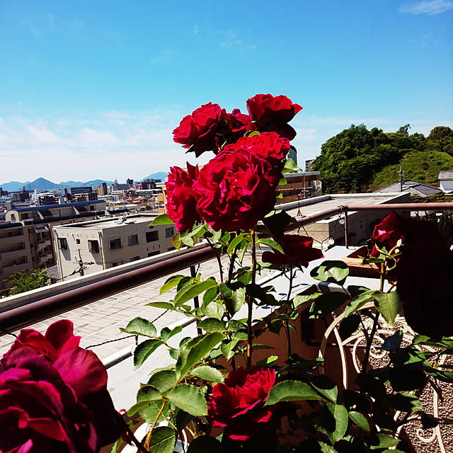 twinkle-butterfly38さんの実例写真