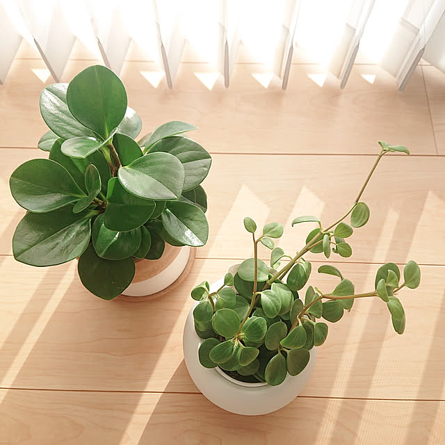 棚/植物のある暮らし/いいね&フォローありがとうございます♡/シンプル/皆様に感謝してます...などのインテリア実例 - 2021-12-04 15:37:00