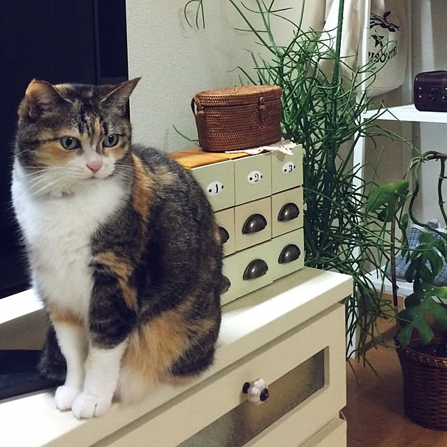 机/DIY/ミルクブッシュ/ねこ部/IKEA...などのインテリア実例 - 2016-03-24 21:42:49