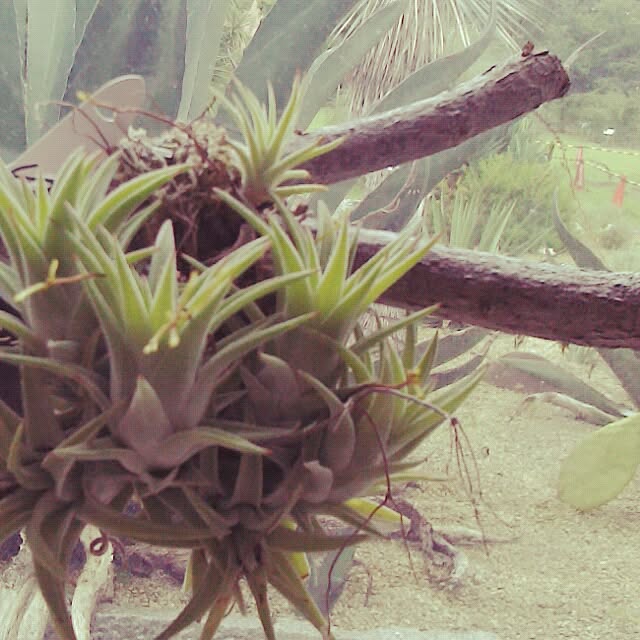 Plantexhibitionhallさんの実例写真