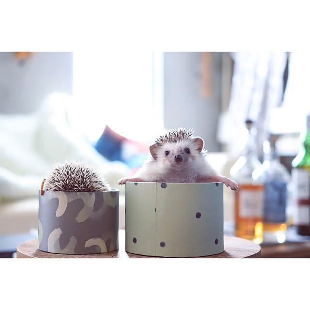Chikakoさんの実例写真