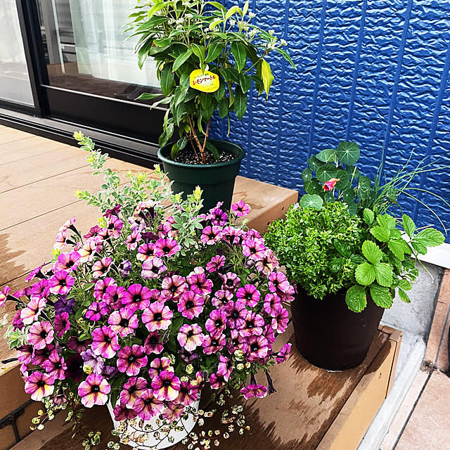 naotokahoさんの部屋