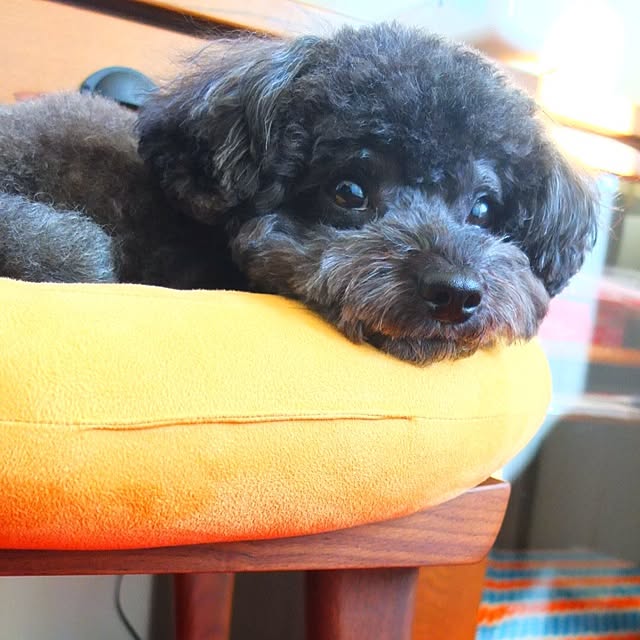 hizumさんの実例写真