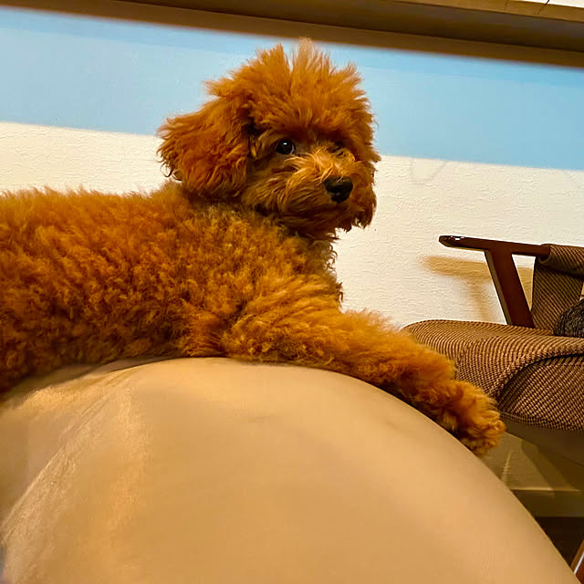 roenさんの実例写真
