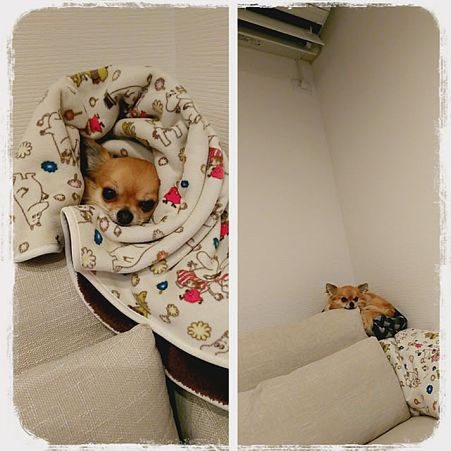 kojikojiさんの実例写真