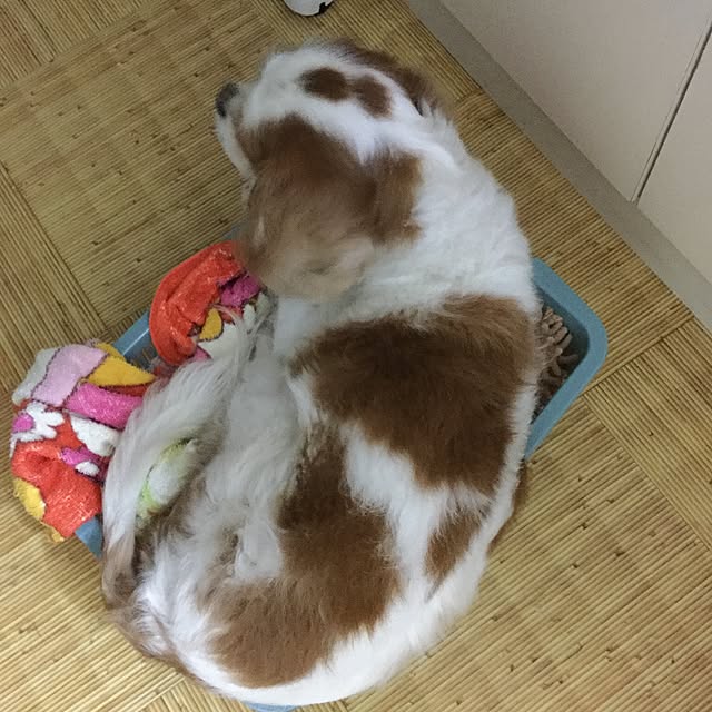 kari-kari-umeさんの実例写真