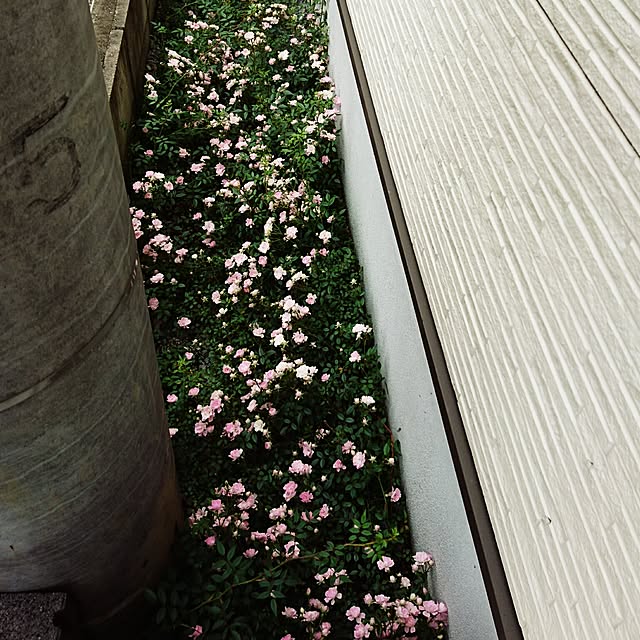 akiko--24さんの実例写真