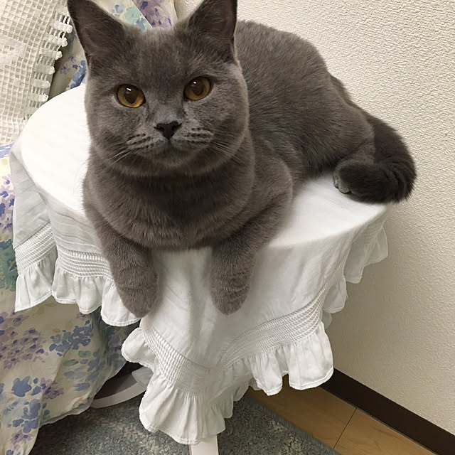 fionaさんの実例写真