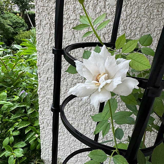 mamizaさんの部屋