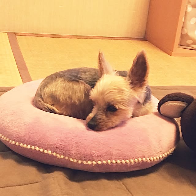 ohanaさんの実例写真