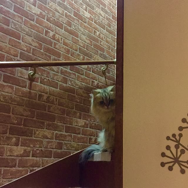 butachanさんの実例写真