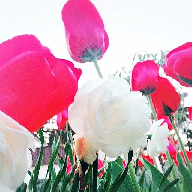 LiLiy.coCoさんの実例写真
