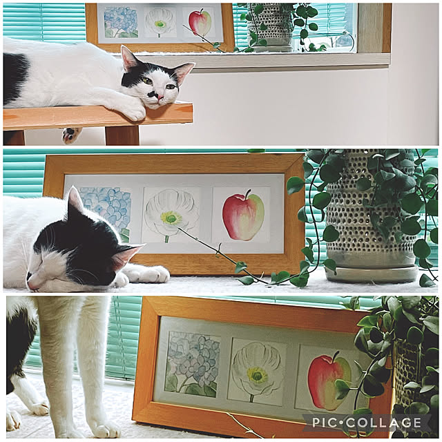 nobikoさんの実例写真