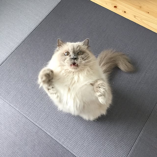 yuchiさんの実例写真