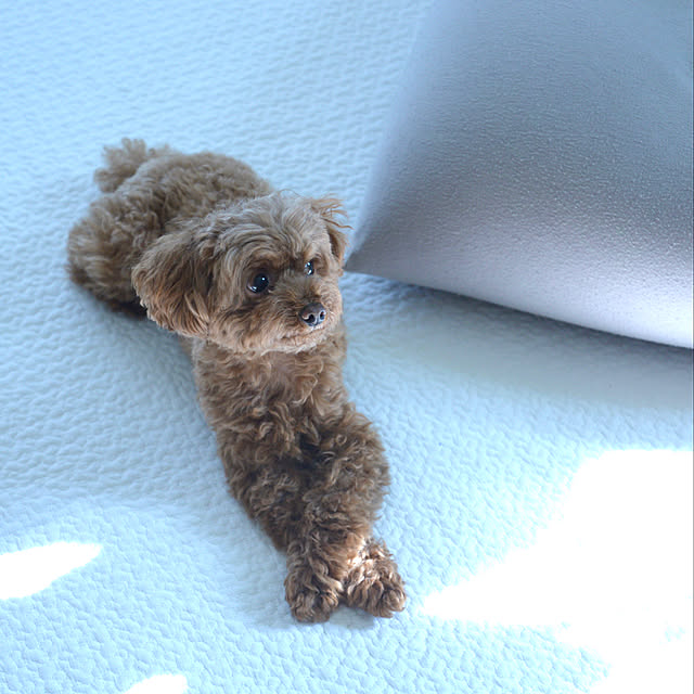 nico_home_igさんの実例写真