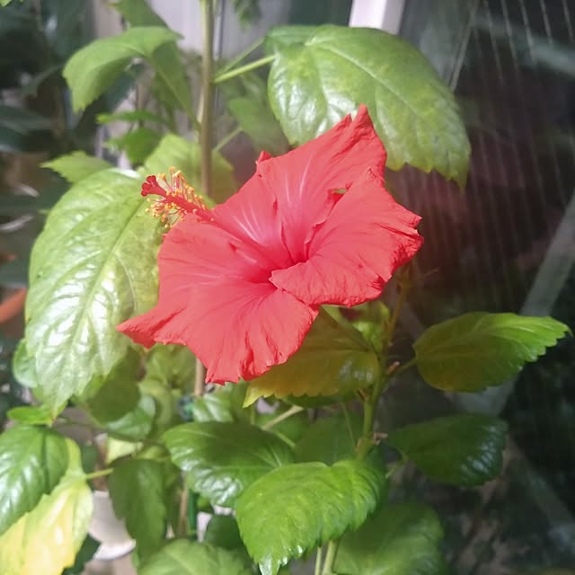 NAOKIさんの部屋