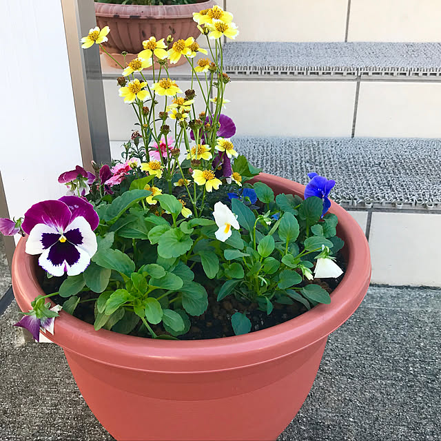 Shinさんの実例写真