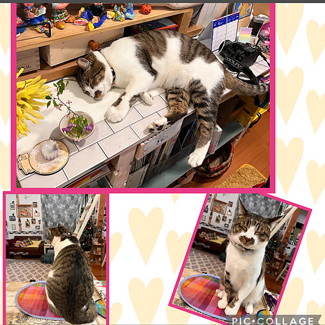 jijiさんの実例写真