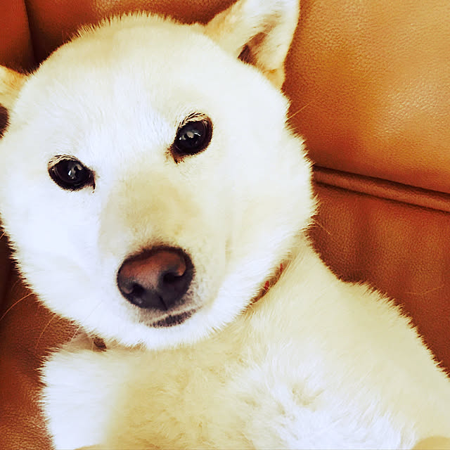 pillowsさんの実例写真