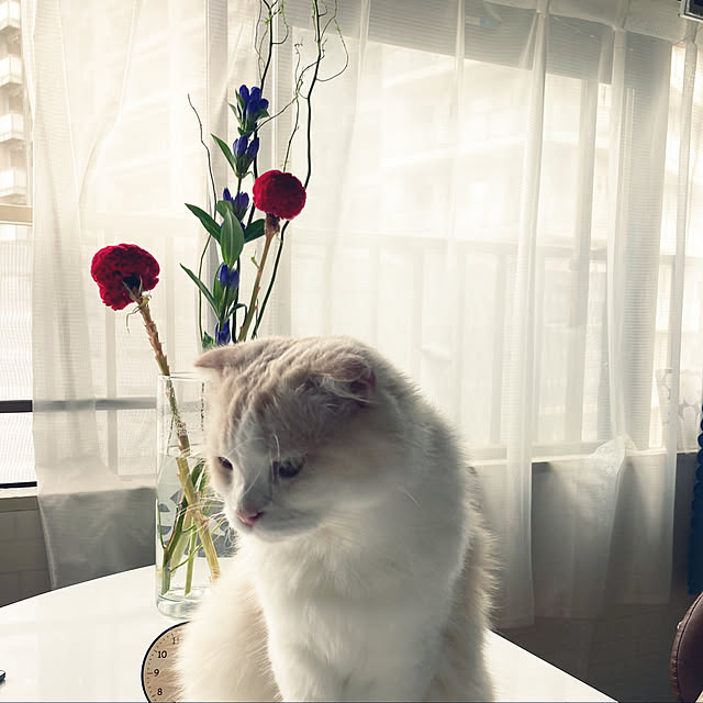 mofuchiさんの実例写真