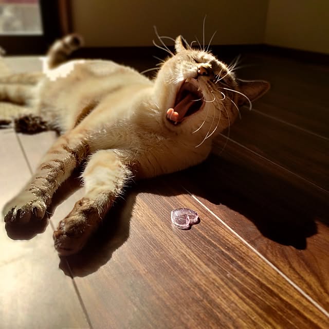 Atelier_tamakiさんの実例写真