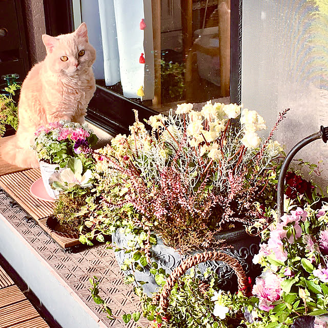 naokoさんの実例写真