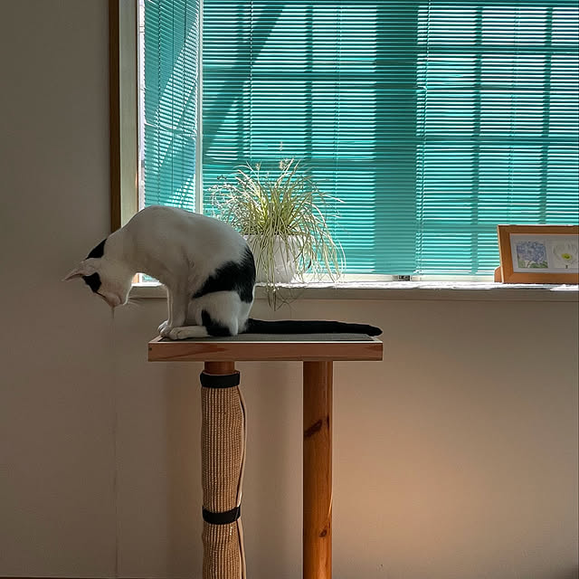 nobikoさんの実例写真