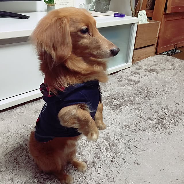 ram_mamaさんの実例写真