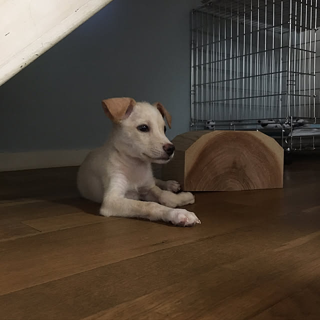 saryさんの実例写真