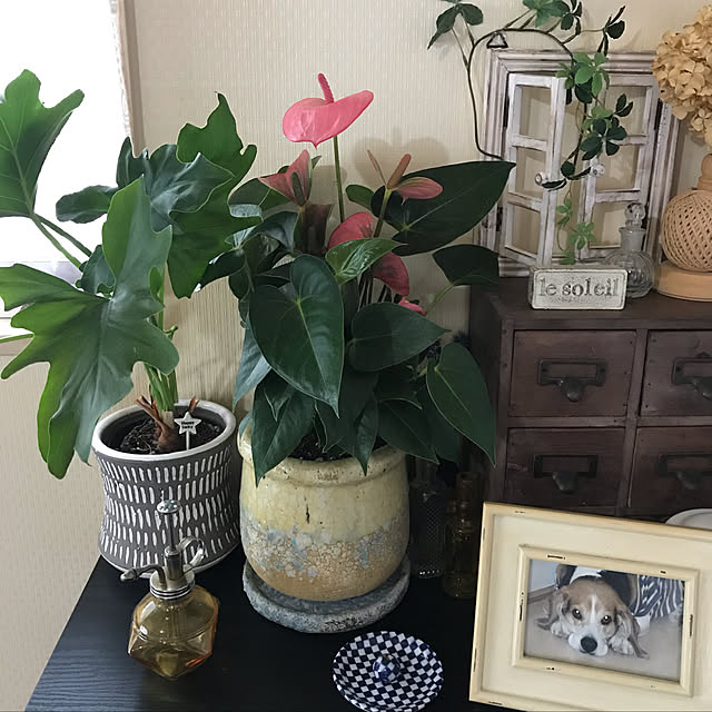 tanomamaさんの実例写真