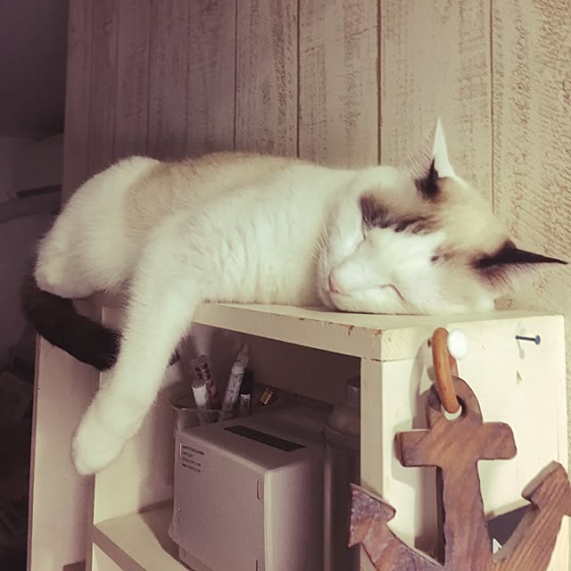 niko-25さんの実例写真