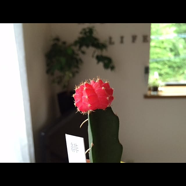 L.さんの実例写真