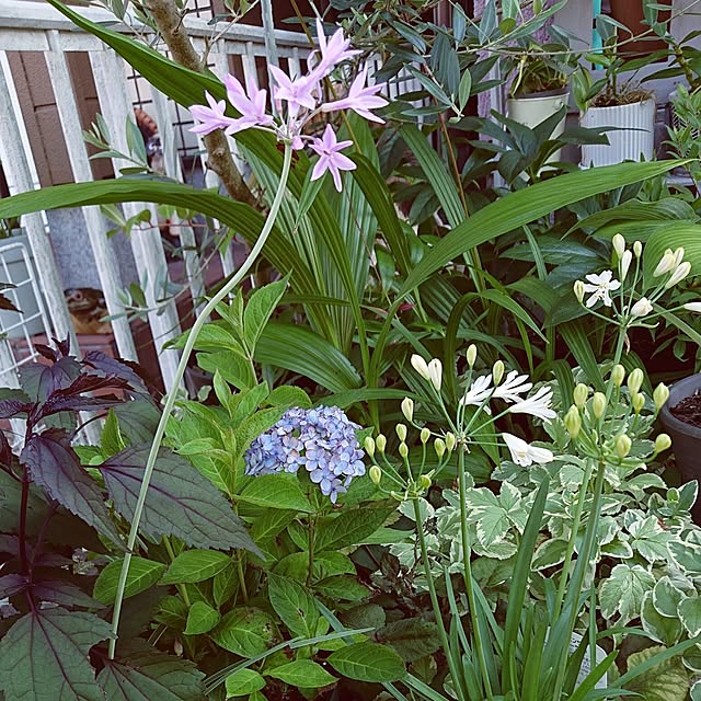 taeko0779さんの実例写真