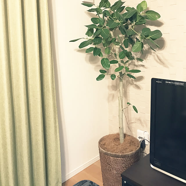 shellyさんの実例写真