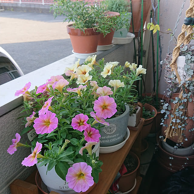 naopyiさんの実例写真